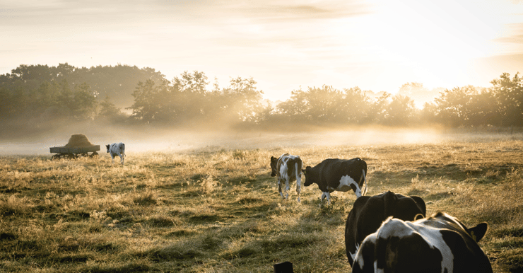 Case Study: How a major food company optimized its price pack architecture with buynomics